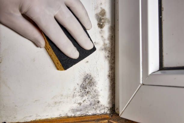 Best Mold-Related Health Consultation  in St Jaco, IL